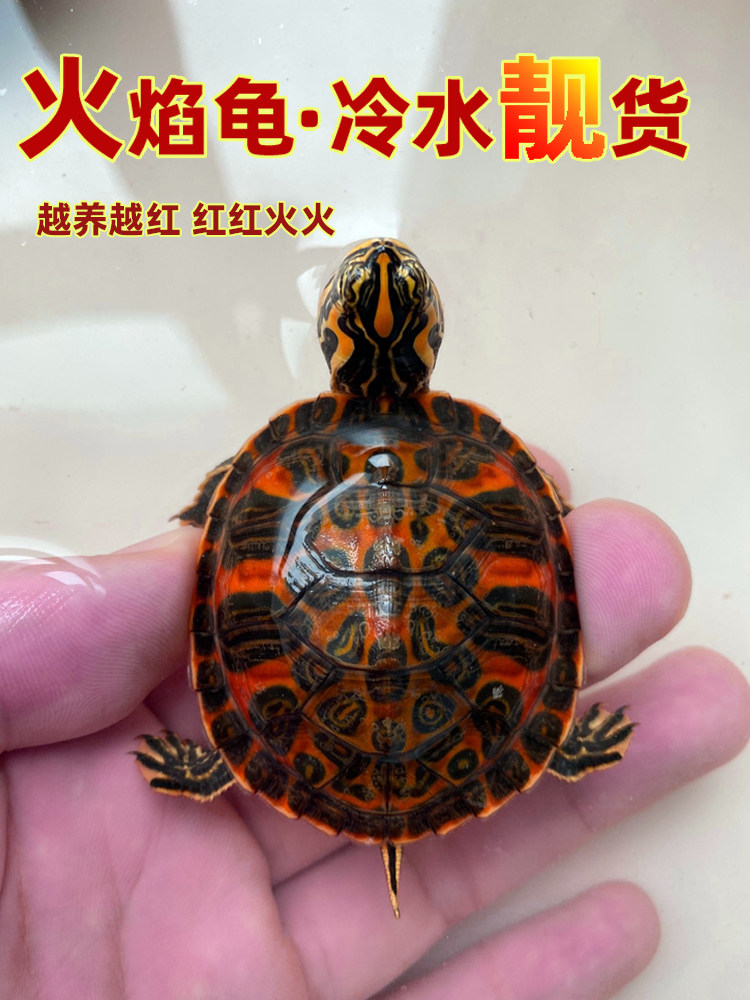 火焰龟深水龟鱼缸混养小乌龟活物稀有活体小宠物吃粪龟清洁龟冷水,宠物/宠物食品及用品,龟/鳖,淘宝优惠券,粉丝福利购,淘宝优惠卷