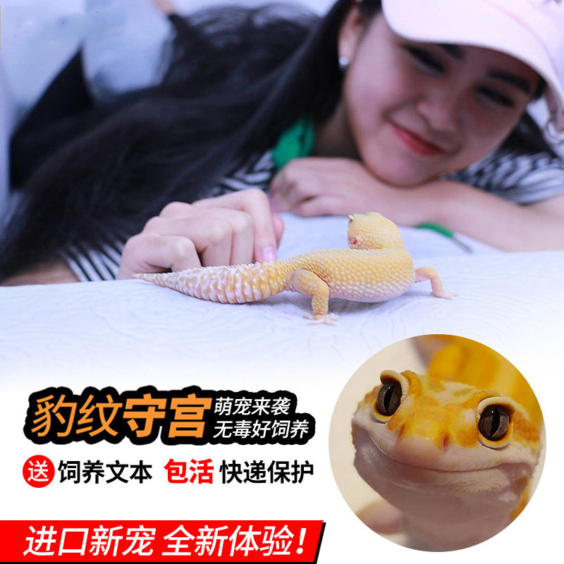 爬宠豹纹守宫可爱幼体蜥蜴宠物活体蜥蜴高黄雪花另类爬虫温顺宠物