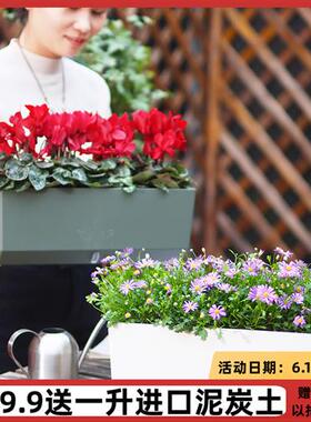 新品窗台阳台菱形长方形种花种菜储水盆加厚塑料S自吸水花盆北欧