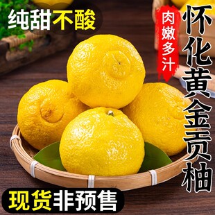 湖南怀化黄金贡柚新鲜水果小柚子纯甜象山青黄金柑孕妇水果柚子