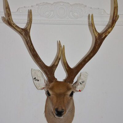 美式标本壁挂墙饰鹿0生A1样板间乡村招财 财有鹿头吉祥 挂件圣诞