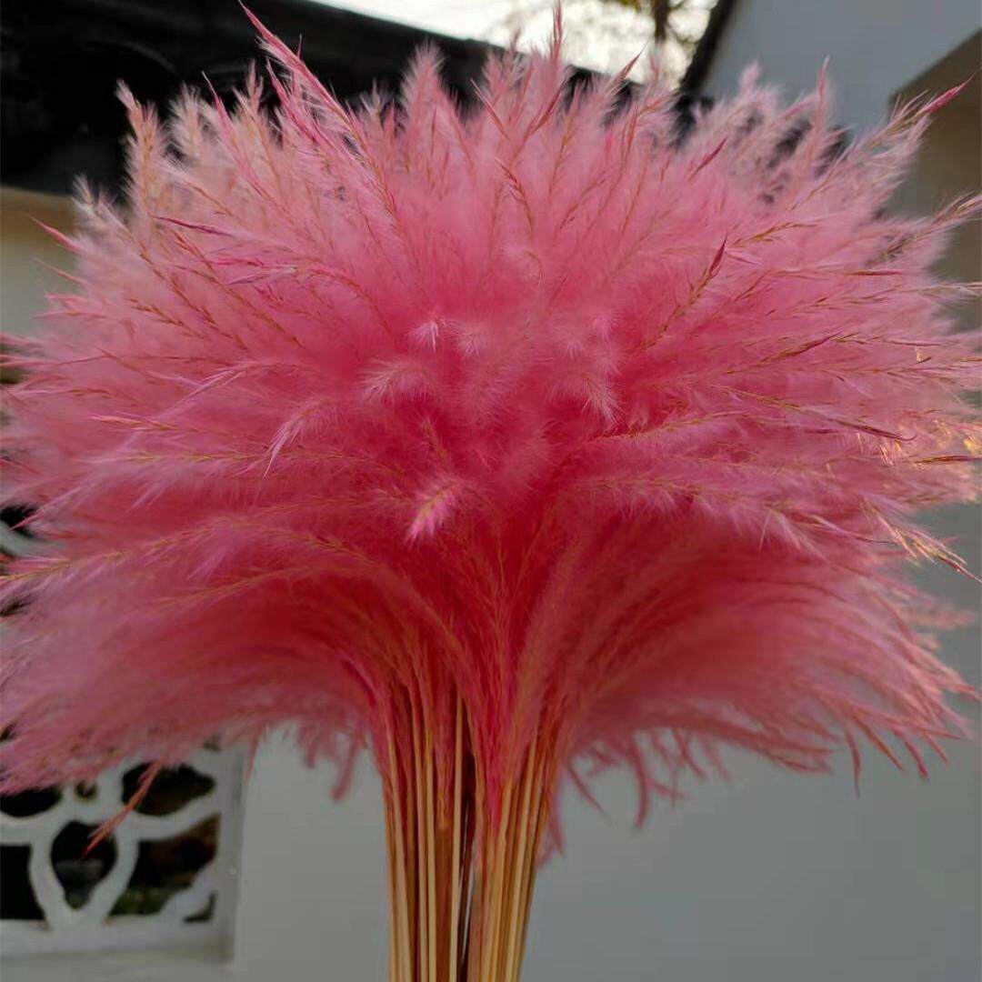 直销in风小清新s苇粉色芦兔尾巴草干花瓶装饰客厅拍摆件真花束照