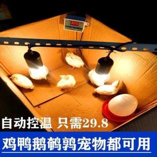 小鸡保温箱育雏箱自动控温灯恒温小鸟鸡鸭鹅鹌鹑养殖设备用保温箱