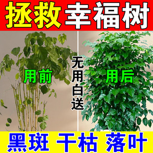 幸福树专用营养液掉叶子发黄落叶枯萎黄叶烂根植物花卉盆栽肥料