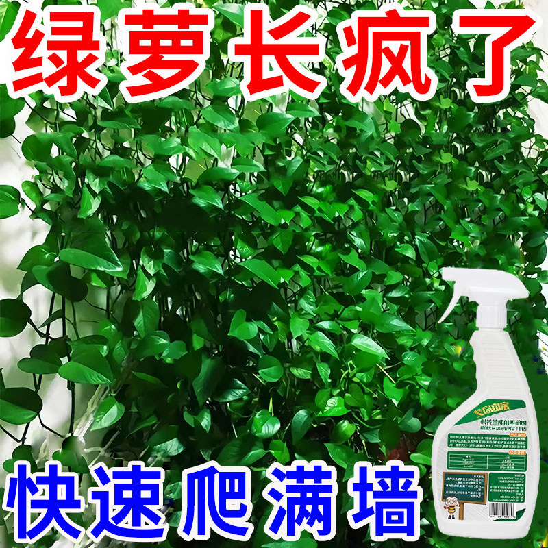 绿萝营养液促发芽黄叶枯叶黑斑增肥专用多肉绿箩通用肥料