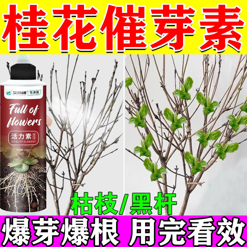 桂花树催芽剂爆芽素促进枯枝发芽生根液桂花树枯叶病干尖黄叶焦叶图片