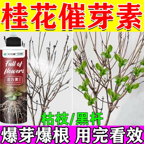 桂花树催芽剂爆芽素促进枯枝发芽生根液桂花树枯叶病干尖黄叶焦叶