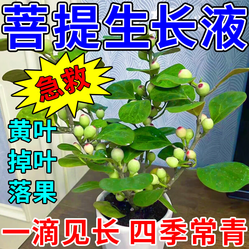 小盼菩提营养液防黄叶枯萎植物生长水培土培盆栽菩提树专用营养液