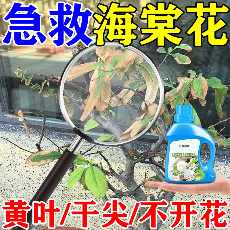 海棠花专用肥改善黄叶