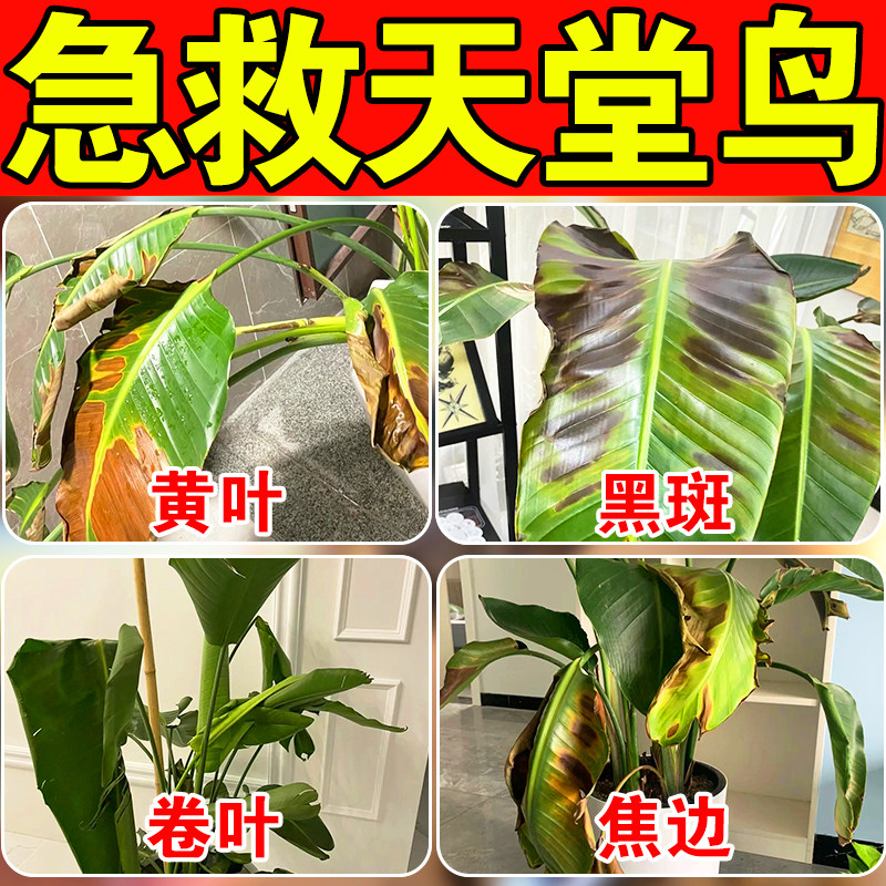 天堂鸟专用肥料营养液急救黄叶卷边开裂黑斑枯萎鹤望兰植物百菌灵