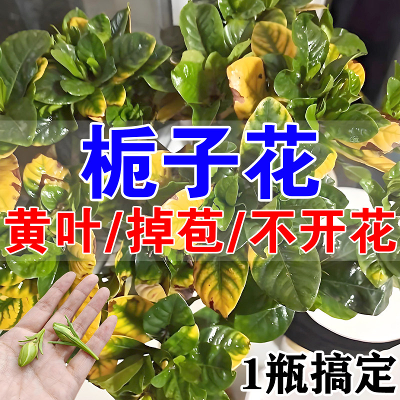栀子花专用营养液防掉苞叶子发黄