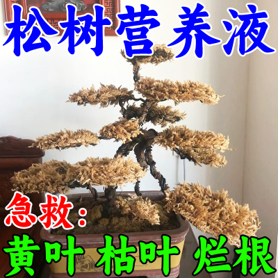 松树专用肥通用型营养液