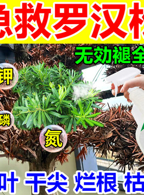 罗汉松专用营养液黄叶枯萎烂根