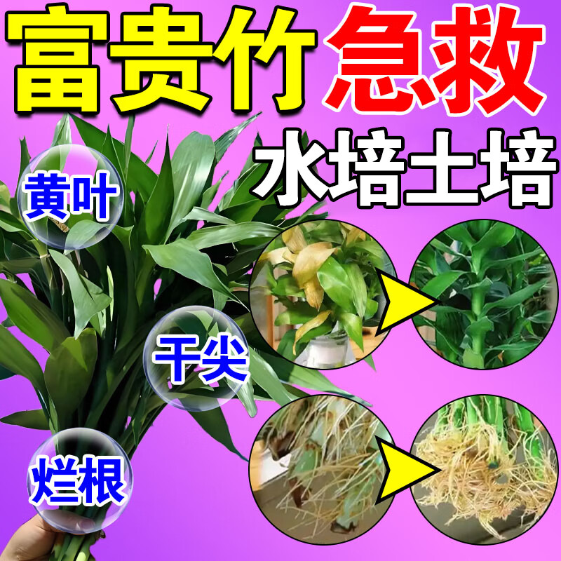 富贵竹营养液专研叶子发黄枯叶烂根转运竹龙竹观音竹水培通用肥料