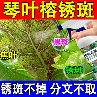 琴叶榕锈斑病养护焦叶枯铁红黑斑炭疽褐斑点病肥料专用肥营养液