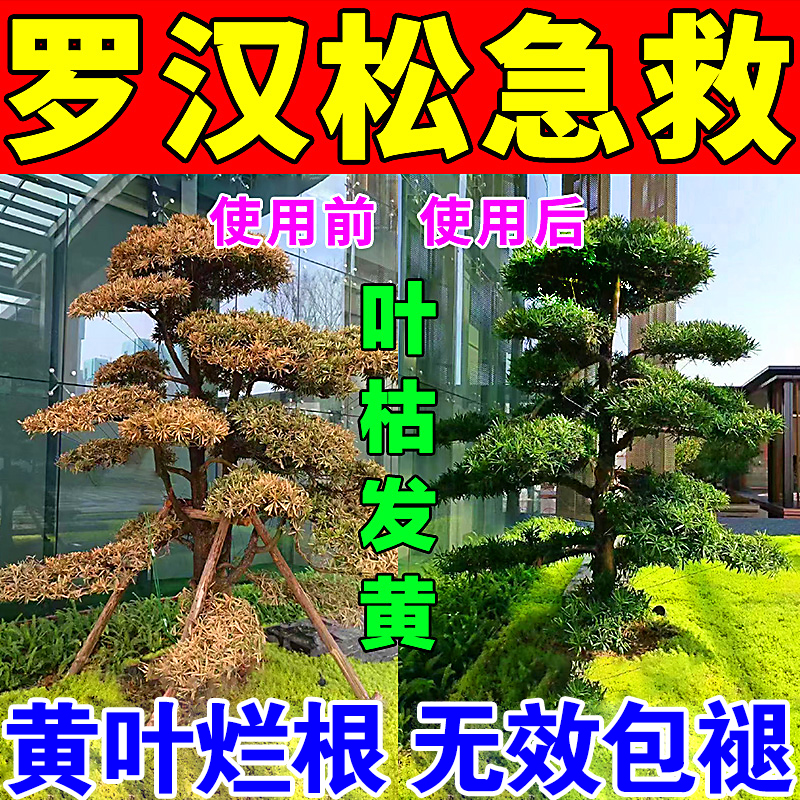 罗汉松专用肥喜酸植物叶面喷施营养液防黄落
