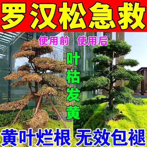 罗汉松专用肥喜酸植物叶面喷施营养液防黄落
