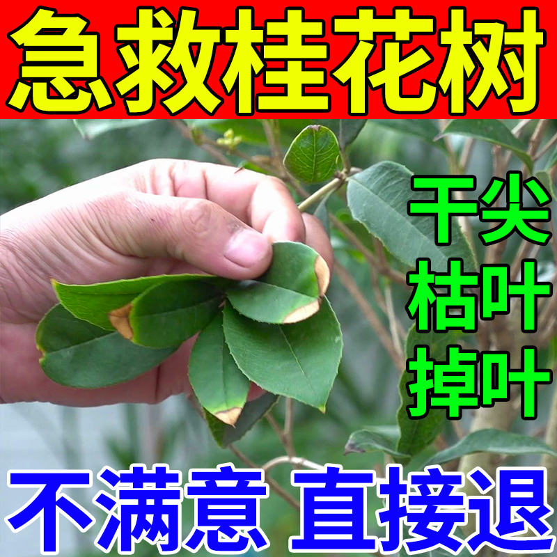 桂花树黄叶枯叶干尖病黄叶焦叶肥料专用肥料营养液黄尖叶子焦尖