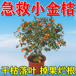 金桔专用肥料柑橘肥料保花保果肥桔子树苗营养液落叶掉果复合肥土