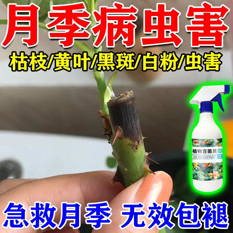 月季枯枝病专用肥料速救黄叶黑杆黑斑白粉病月季花病虫害常用肥料图片
