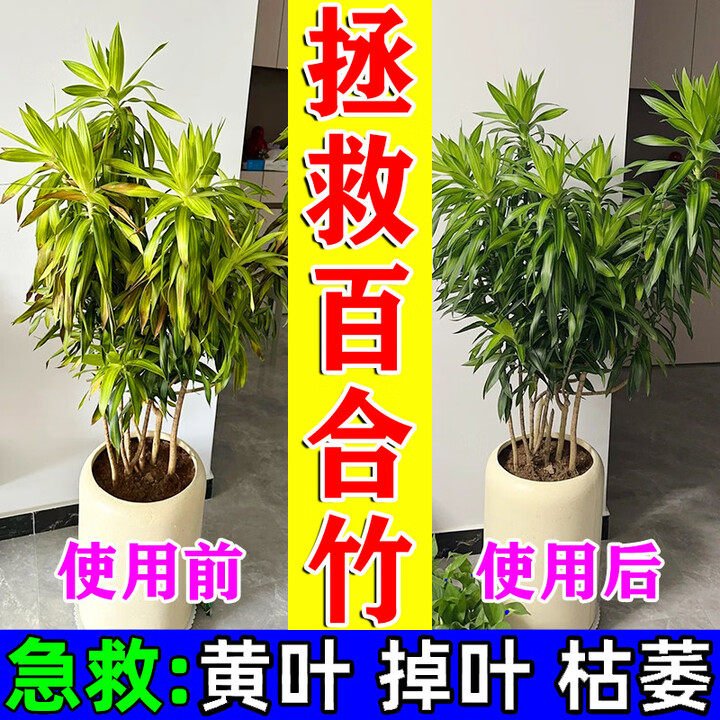 百合竹肥料专用营养液防止黄叶烂根焦尖掉叶子枯萎免稀释有机养料