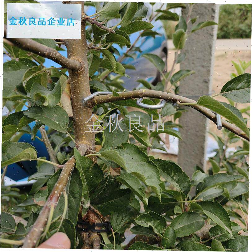 树拉枝器园林压弯盆景造型固定支架多功能开角P器苹果树梨树SM型.