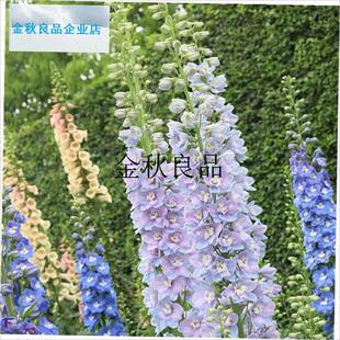 大花飞燕草花苗i阳台花园庭院组合花境绿植盆栽地栽耐寒耐热多年,