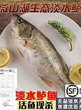 鲜活淡水野生鲈鱼新鲜活鱼现杀真空速冷冻七星活鲈鱼特大10斤冰鲜