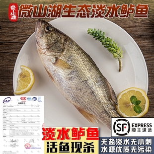 鲜活淡水野生鲈鱼新鲜活鱼现杀真空速冷冻七星活鲈鱼特大10斤冰鲜