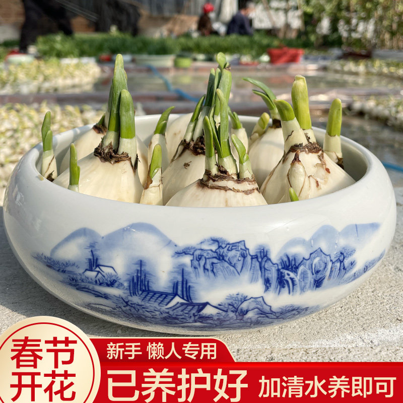 【矮化好春节开花】水仙花种球带芽水培冬季花卉春节开花带盆发货,鲜花速递/花卉仿真/绿植园艺,时令草本花卉,淘宝优惠券,粉丝福利购,淘宝优惠卷