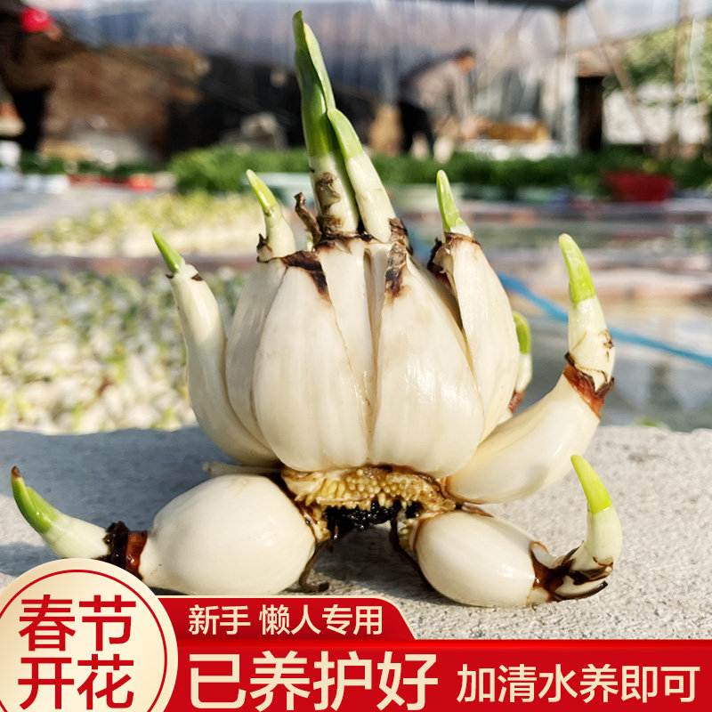 【矮化好春节开花】水仙花种球发芽水培春节开花带芽发货,鲜花速递/花卉仿真/绿植园艺,时令草本花卉,淘宝优惠券,粉丝福利购,淘宝优惠卷