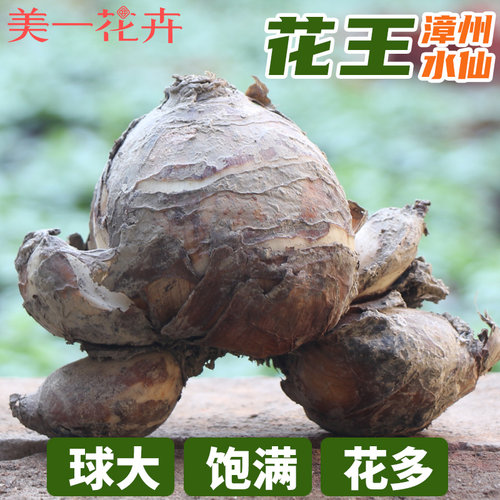 【花王】水仙花种球雕刻大水仙花冬季室内花水培盆栽漳州水仙花球