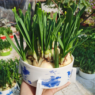 【矮化好春节开花】水仙花种球发芽水培带芽带盆发货