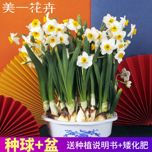 水仙花种球漳州冬季花卉