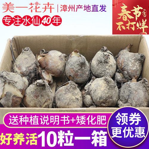 漳州水仙花种球雕刻大