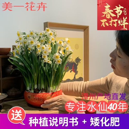 漳州水仙花种球重瓣花卉