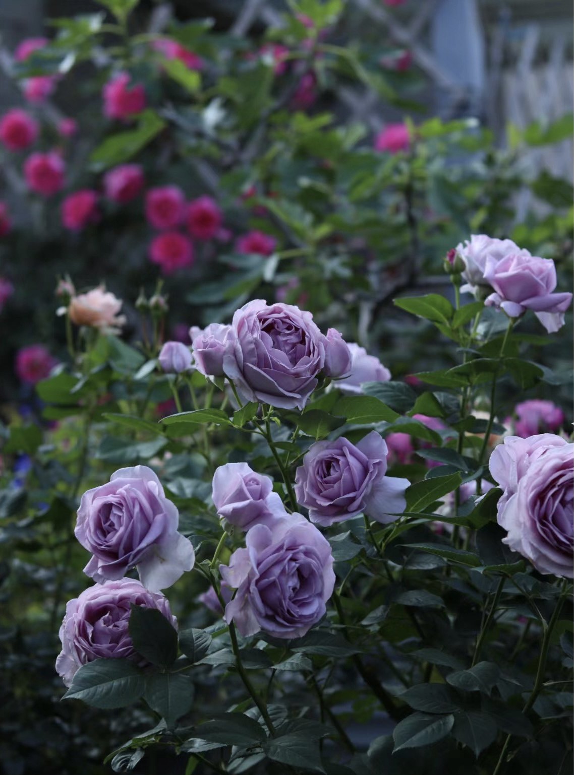 植得【蓝色风暴】1大盆月季基地直发,鲜花速递/花卉仿真/绿植园艺,月季/蔷薇/玫瑰,淘宝优惠券,粉丝福利购,淘宝优惠卷