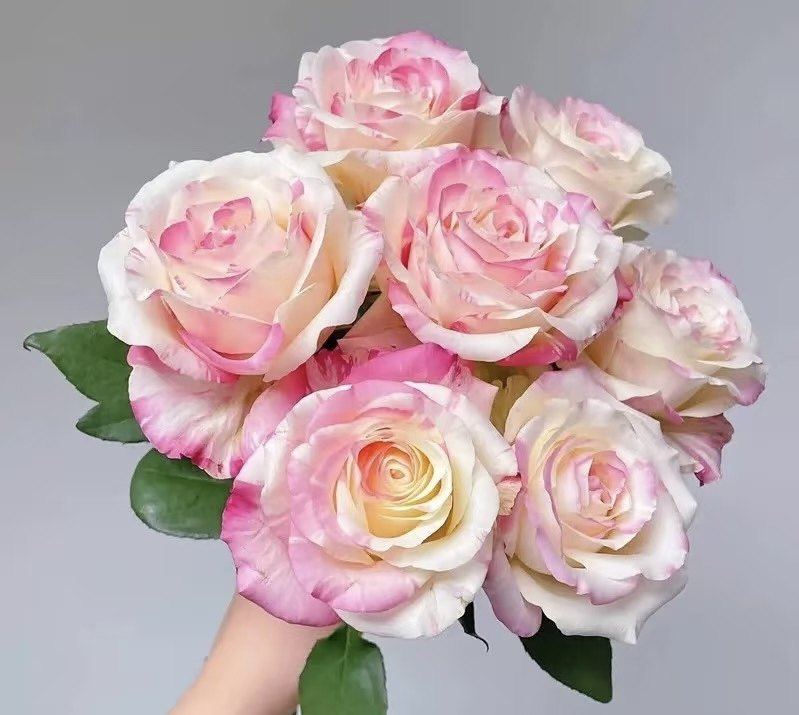 【霓裳】月季花苗盆栽阳台庭院花卉四季开花,鲜花速递/花卉仿真/绿植园艺,月季/蔷薇/玫瑰,淘宝优惠券,粉丝福利购,淘宝优惠卷