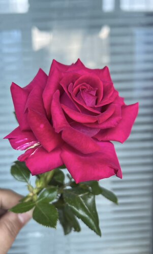【美人丽芙】浓香切花玫瑰