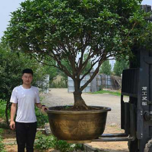 费养鱼睡莲荷花大花盆 免邮 仿陶瓷 塑料花盆超大种树铁树特大号加厚