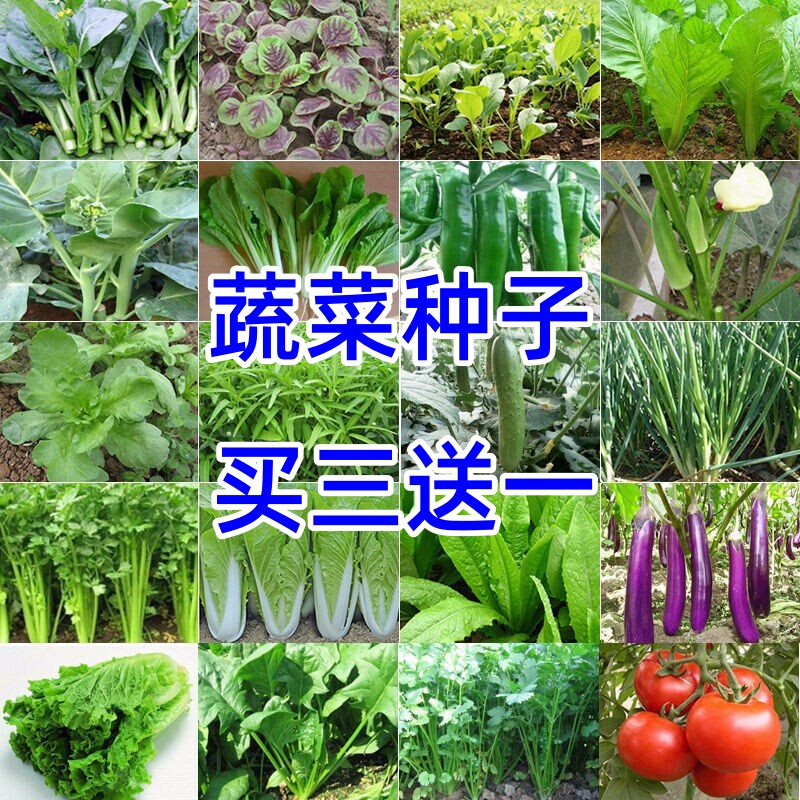 买3送1家庭蔬菜种子大全