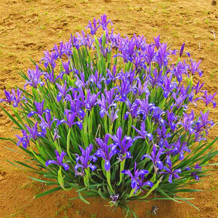 马莲种子 马兰花种子 马连多年生耐寒耐水耐涝水边花卉可水生