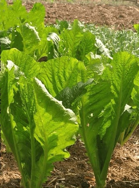 T108大叶芥菜种籽宽叶肉厚甜芥菜春秋四季阳台盆栽农家酸菜蔬菜种