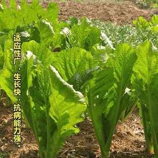 T108大叶芥菜种籽宽叶肉厚甜芥菜春秋四季阳台盆栽农家酸菜蔬菜种