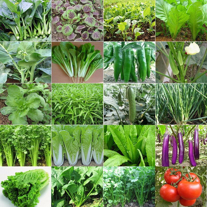 家庭蔬菜种子大全四季播种香菜生菜辣椒番茄籽孑阳台盆栽地栽农家