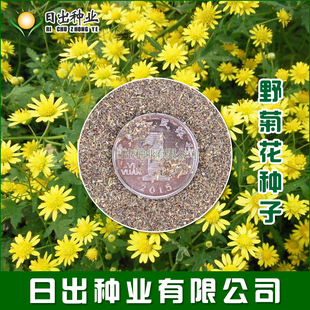 野菊花种子 泡茶小菊花野生山菊花 甘野菊 白色 黄色  多年生