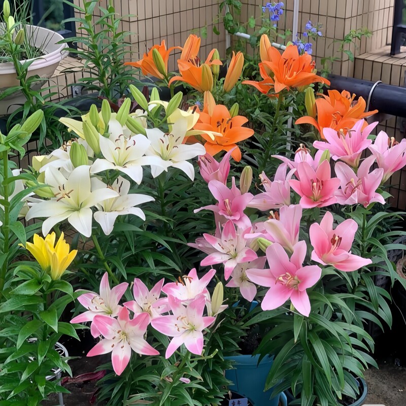 进口亚洲百合种球四季好养室内图片