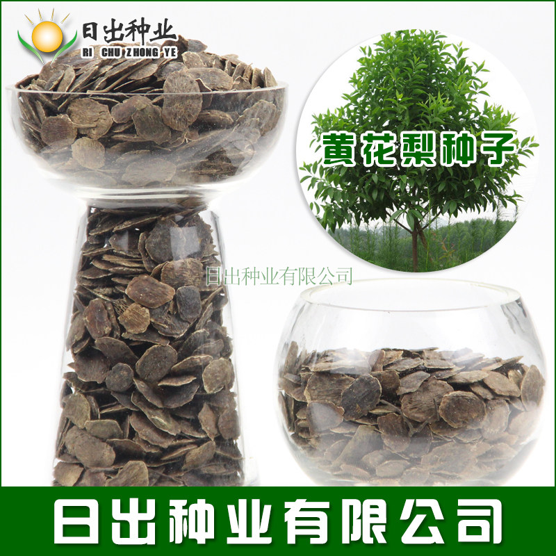 海南黄花梨种子印度小叶紫檀金丝楠木印度辣木菩提种子