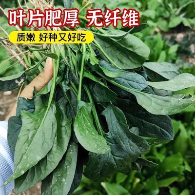 四季大叶菠菜种子红根农家小叶菠菜种子耐寒家庭阳台庭院盆栽蔬菜