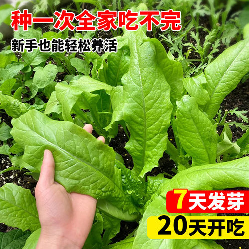 油麦菜种子四季蔬菜家庭院菜园有机阳台盆栽易活种植青菜耐寒耐热
